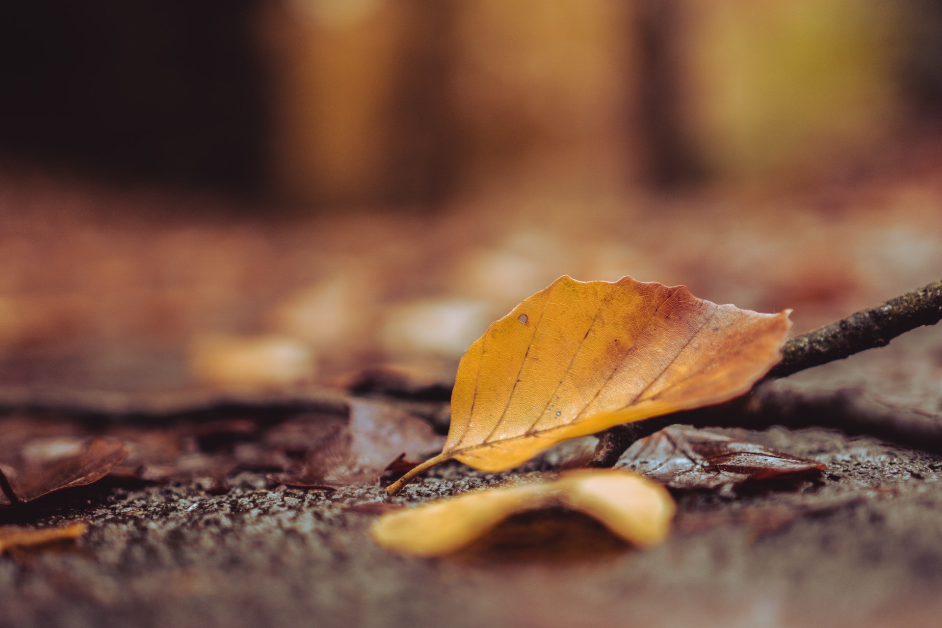 fall-leaf-1920.jpg