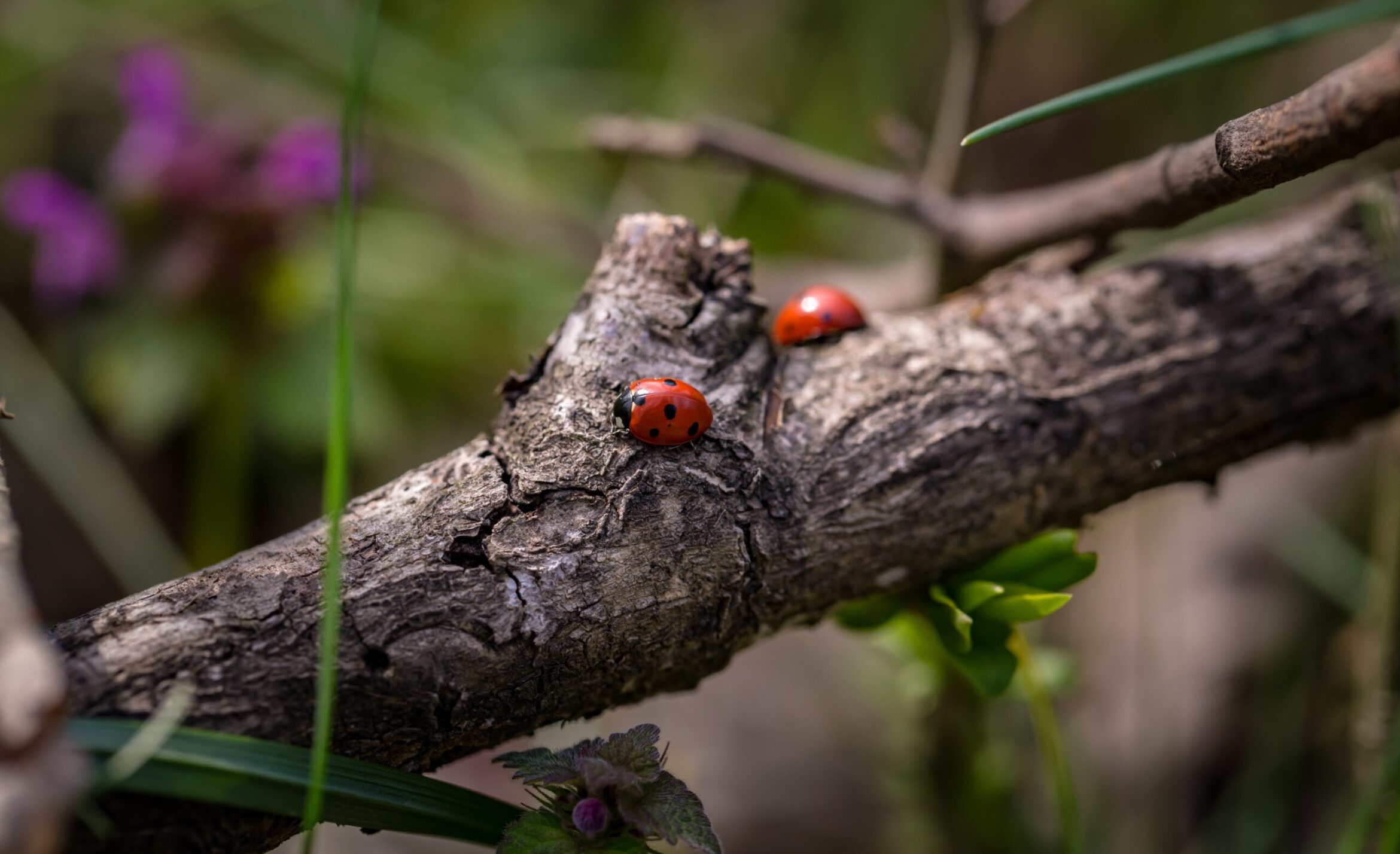 pexels-two-ladybugs-scaled.jpg